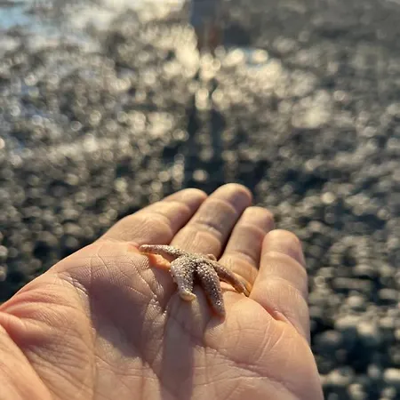 Les Petites Canailles Rooftop 카이유쉬르메르